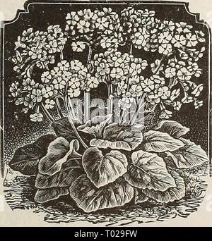 Dreer giardino del calendario per il 1892 : un catalogo di scelta vegetale, campo e semi di fiori nuovo, rare e splendide piante di attrezzi da giardino e concimi . dreersgardencale1892henr Anno: 1892 Primula Fimbriata Alba magnifica. Primula Obconica. Fioritura unica mista. Hardy rosso con colore giallo brillante centri. 6456 Piretro Hybridum fl piretro. Bello di piante erbacee di facile cultura. P. Aureum è il ben noto Golden Feather molto usate per la biancheria da letto di tappeti, la bordatura, ecc. Dai fiori di P. Roseum è ottenuto il persiano polvere insetticida o Buhach della California. P. Tchihatchewi è val Foto Stock