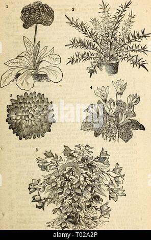 Dreer's garden calendario : 1877 . dreersgardencale1877henr Anno: 1877 Dreer Giardino del calendario. 87 1. Padiglione auricolare. 2. ChaMJEPEUCE DlACANTHA. 3. Doppio Cineraria. 4. Ciclamino. 5. Begonia (Tulierous radicata ibridi). Foto Stock