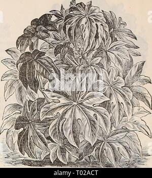 Dreer's garden calendario : 1899 . dreersgardencale1899henr Anno: 1899 88 DREER affidabile semi di fiori. RICINUS (olio di ricino Bean.) piante ornamentali di imponente crescita e pittoresca fogliame, con brillante frutta colorata, producendo un sub-effetto tropicale; ammenda per prati, massing, centro o impianti per letti. Per pKT Borboniensis 6471. Molto grande e bella e verde fogliame ; 15 piedi 5 6472 Gibsoni. La nana in abito di ramificazione, profondo rosso fogliame; 5 piedi 5 Cambodgiensis 6476. Il gambo principale e foglie sono luminosi ebano, foglie grandi, divisi regolarmente e riccamente colorati. Il fogliame assume differenti Foto Stock