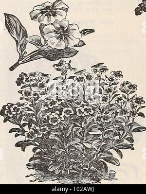 Dreer's garden calendario : 1899 . dreersgardencale1899henr Anno: 1899 Foto Stock