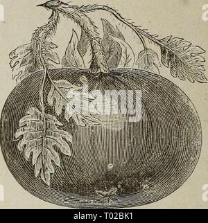 Dreer's garden calendario : 1883 . dreersgardencale1883henr Anno: 1883 LIVINGSTON S pomodoro preferito MAYFLOWER pomodoro. Pomodoro, Livingston è preferito. Questa nuova varietà di Livingston produzione è così chiamato a causa della sua contenenti tante buone qualità ricercate dal mercato i giardinieri. È la più perfetta forma di pomodoro nella coltivazione, levigata di Paragon, non si rompe o rot come Actne, è di un rosso scuro di perfezione ;' rip.ns uniformemente ed è come presto come qualsiasi buona varietà, tenendo le sue dimensioni per la fine della stagione ; molto prolifico, buon aroma, alcuni semi, carne, solido porta shippi Foto Stock