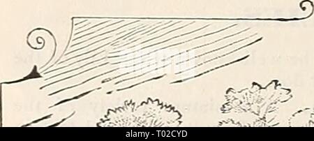 Dreer's garden calendario : 1900 . dreersgardencale1900henr Anno: 1900 grande fioritura CANNAS. Foto Stock