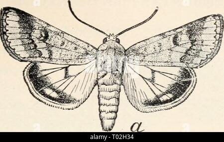 Entomologia elementare . elementaryentomo00sabbia Anno: [c1912] Foto Stock