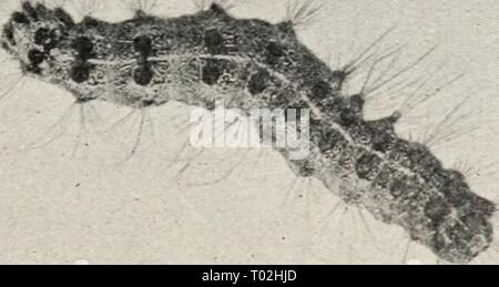 Entomologia elementare . elementaryentomo00sabbia Anno: [c1912] Foto Stock