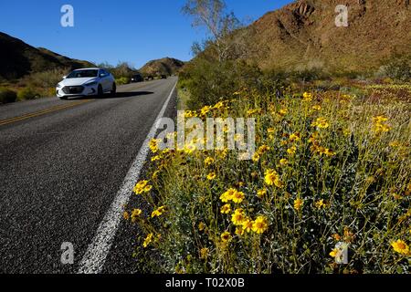 In California, Stati Uniti d'America. 16 Mar, 2019. Una macchina passa fiori selvatici che crescono lungo la strada attraverso il parco nazionale di Joshua Tree vicino all'ingresso sud. Coloratissimi fiori selvatici dipingere il solito arido paesaggio del Parco nazionale di Joshua Tree, durante una molla di fiori selvaggi super bloom. Ogni anno in inverno si snoda giù e molla porta temperature più calde, i parchi nazionali del western USA può diventare riempito con piante colorate. Credito: ZUMA Press, Inc./Alamy Live News Foto Stock