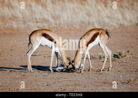 Molla-buck durante una lotta territoriale nel deserto Kgalagadi. Antidorcas marsupialis Foto Stock