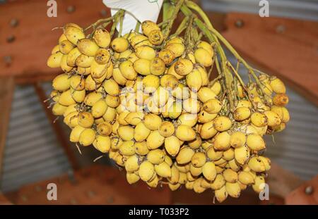 Dado di betel masticare è una pratica comune in le isole della Micronesia e alcune parti delle Isole del Pacifico. Foto Stock