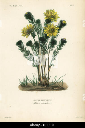 La molla pheasantâ€™s eye o veratro nero, Adonis vernalis, Adonide printaniere. Acciaio Handcolored incisione di Charles Louis Constans dopo una illustrazione botanica da Edouard Maubert da Pierre Oscar Reveil, A. Dupuis, Fr. Gerard e Francois Herincqâ€™s La Regne Vegetal: Flore Médicale, L. Guerin, Parigi, 1864-1871. Foto Stock