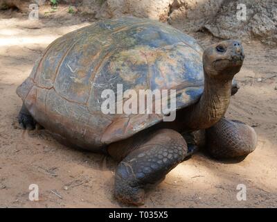 Tartaruga Galapagos a piedi nella polvere della terra, semi laterale Vista frontale Foto Stock