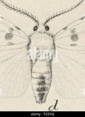 Entomologia elementare . elementaryentomo00sabbia Anno: [c1912] 208 ENTOMOLOGIA ELEMENTARE Foto Stock