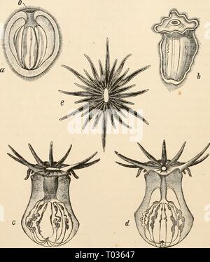 Testo elementare-libro di zoologia (1884) Foto Stock