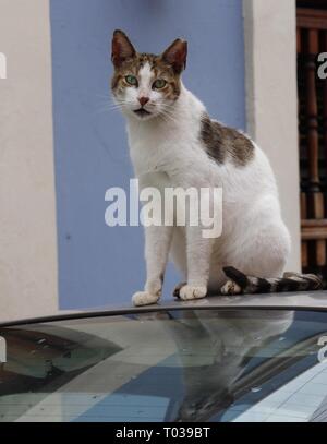Gatto bianco e nero vagato seduto sopra un'auto, con un chip fuori un orecchio Foto Stock