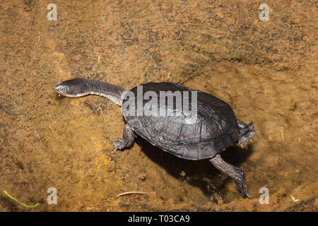 Est a collo lungo la tartaruga Foto Stock