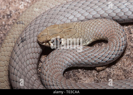 Giallo-di fronte frusta Snake Foto Stock