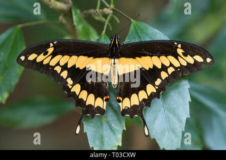 Costa Rica fauna selvatica a coda di rondine di farfalle butterfly nella foresta pluviale giungla della penisola di Osa. Foto Stock