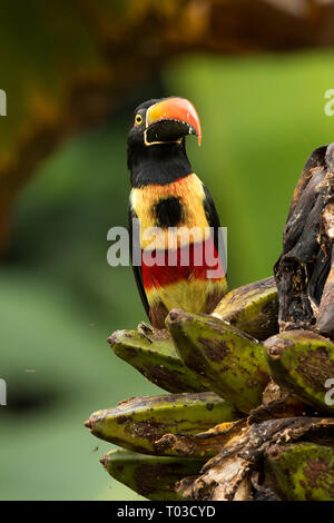 Costa Rica toucan Fiery fatturati Aracari nella giungla foresta pluviale della penisola di Osa. Foto Stock