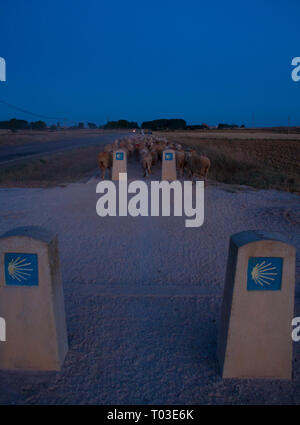 Gregge di pecore lungo il cammino di Santiago, Spagna Foto Stock