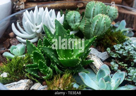 Diversi cactus in un vaso di vetro, altre piante verdi Foto Stock