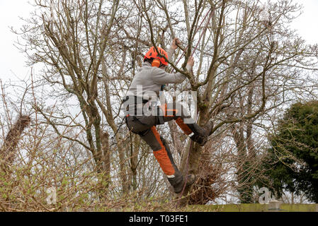 Micheldever, Winchester, Hampshire, Inghilterra, Regno Unito. Marzo 2019. Tree chirurgo rifilare un albero. Foto Stock