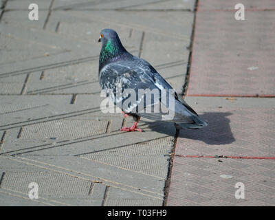 Pigeon Rock (colomba) sul marciapiede, Columba livia Foto Stock