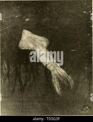 Gli abitanti della terra e mare . dwellersofseasho00crow Anno: 1935 200 Dzvellers della terra e mare LOLIGO; un calamaro. (Fotografia scattata sul fondo di un pool di marea.) iride dell'occhio umano. Quando l'animale incolore è in atto di modifica di una tonalità più scura, una dilatazione di questi organi minuto espone una zona pigmentata; ogni Foto Stock