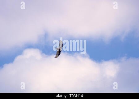 Vulture Soaring Foto Stock