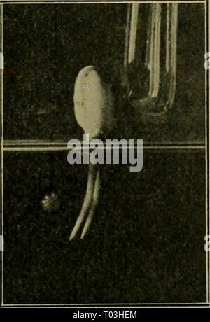 Effetti dei raggi del radium su piante . effectsofraysofr1908gage Anno: 1908 Fig. 63. Fig. 64. Esperimento 93. Le curvature di Root-Tips di Lupinus albus verso a tenuta un tubo di vetro del Radium bromuro in acqua (figura 64), e in una soluzione nutriente (figura 63). sospesi dal thread in modo tale da giacere orizzontalmente in acqua con il sale distribuito uniformemente sul fondo del tubo. Quest'ultimo è stato posto in numerose prove a distanze da 2-25 mm. dalle punte di radici. A una distanza di 25 mm. Gli effetti non sono stati osservati, ma a distanze da 10 a 2 mm, curvature ha avuto luogo verso la Foto Stock