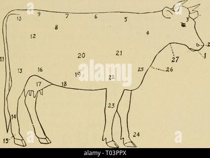 Agricoltura elementare . elementaryagricu01nida Anno: 1917 BOVINI (capitolo 2) Fig. 121 Schema di una vacca 1, museruola; 2, narici; 3, Fore-testa; 4, collo; 5, garrese; 6, indietro; 7, lombo; 8, Pinbone; 9, scamone; 10, fianchi; 11, coda; 12, quarti; 13, coscia; 14, Cannone; 15, Fetlock; 16, pancia; 17, mammella; 18, vene di latte; 19, ventre; 20, nervature; 21, spalla; 22, avambraccio; 23, ginocchio; 24, passato- ern; 25, punta di petto; 26, torace; 27, della gola. 1. Copiare il disegno di cui sopra. 2. Chiudere il tuo libro e il nome delle parti della mucca dal tuo disegno. 3. Studiare le marcature di diverse razze e imparare a nome loro in vista. 4 Foto Stock