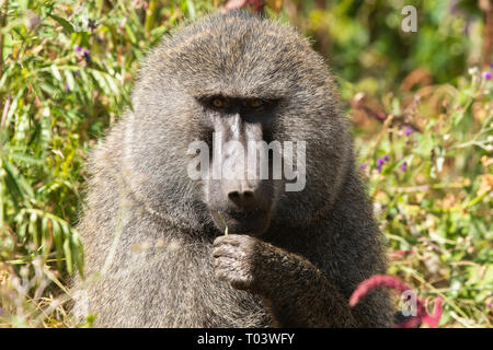 Maschio di babbuino Oliva, papio anubis, nel cratere di Ngorongoro, Ngorongoro Conservation Area, Tanzania Foto Stock