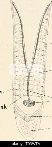 Einführung in die Biologie (1912) Foto Stock