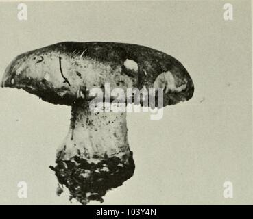 Commestibili e funghi velenosi del Canada . ediblepoisonousm00grov Anno: 1979 Foto Stock