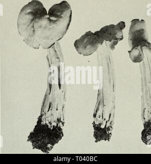 Commestibili e funghi velenosi del Canada . ediblepoisonousm00grov Anno: 1979 ,' IO Foto Stock