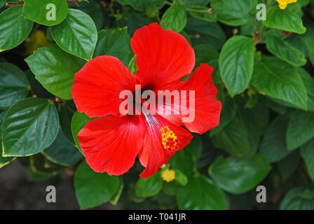 Rosso (ibisco rosa di Cina) di fiori in piena fioritura, Costa del Sol, Andalusia, Spagna, Europa. Foto Stock