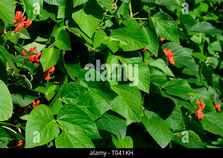 Scarlet imperatore verde fagiolo pianta in piena fioritura durante la primavera, Inghilterra, Regno Unito. Foto Stock