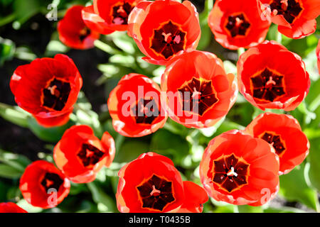 I tulipani illuminato rosso sole di mezzogiorno. Sfondo. La vista dall'alto. Foto Stock