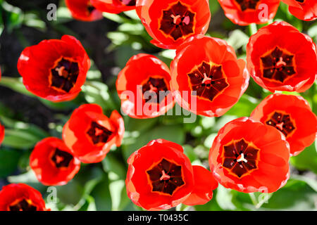 I tulipani illuminato rosso sole di mezzogiorno. Sfondo. La vista dall'alto. Foto Stock