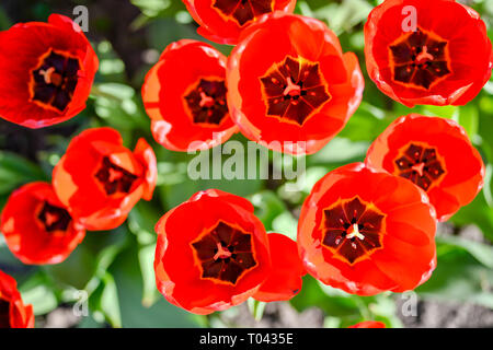 I tulipani illuminato rosso sole di mezzogiorno. Sfondo. La vista dall'alto. Foto Stock