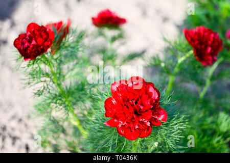 Rosso peonia fiori coltivati su una stretta-lasciava in giardino letto floreale. Nome latino è Paeonia tenuifolia. Sfondo. Foto Stock