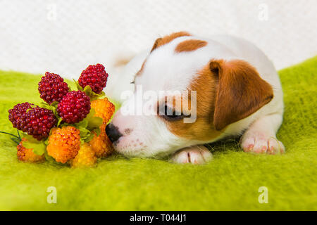 Jack Russell Terrier cucciolo di cane con frutti di bosco Foto Stock