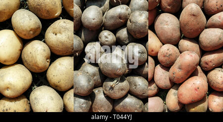 Diversi tipi di patate collage allineate in righe. spazio per il testo Foto Stock