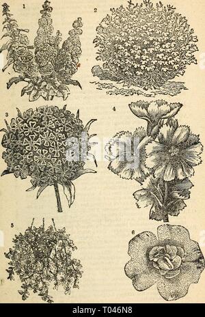 Dreer's garden calendario : 1877 . dreersgardencale1877henr Anno: 1877 Drecr Giardino del calendario. 65 1. Doppio inglese Hollyhock. 2. Lobelia. 3. Lychnis Chalceconica. 4. Lychnis IIybiuba tt * tv&LT;;^aantx 5 Mksemdryanthemvm (Tce impianto) 0. DOVBLE TlGEHED MlMULVS. Foto Stock