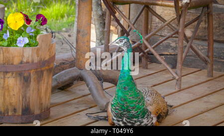 La colorata struzzo seduto sul pavimento in legno ha un verde azzurro e nero piume colore Foto Stock