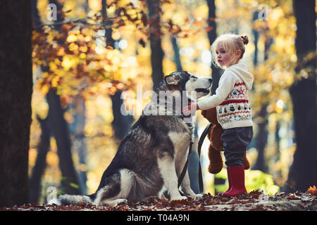 Attività e riposo attivo. Cappuccetto rosso con il lupo nella favola di boschi. Infanzia, gioco e divertimento. Il bambino gioca con husky e orso di peluche su aria fresca Foto Stock