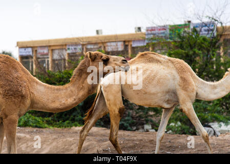 Cammelli pascolano sulle piante nel deserto zona della città Foto Stock