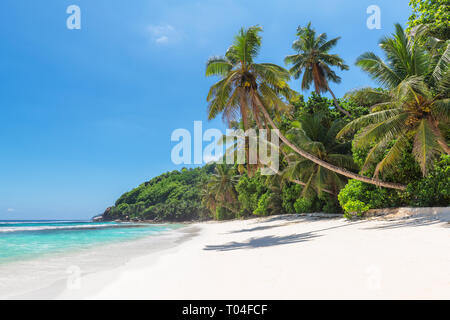 Palme da cocco sulla spiaggia Paradise Beach. Foto Stock