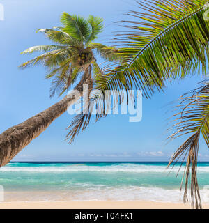 Palme da cocco sulla spiaggia paradiso Foto Stock