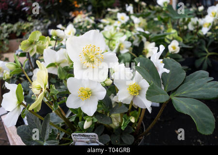 Primo piano di un bianco Helleborus Christmas Carol, Regno Unito Foto Stock