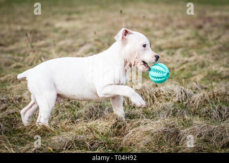 L'American Pit Bull Terrier cucciolo Foto Stock