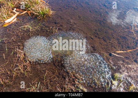 Frog spawn in uno stagno su una montagna nel Parco Nazionale di Brecon Beacons, Galles. Febbraio 2019. Foto Stock