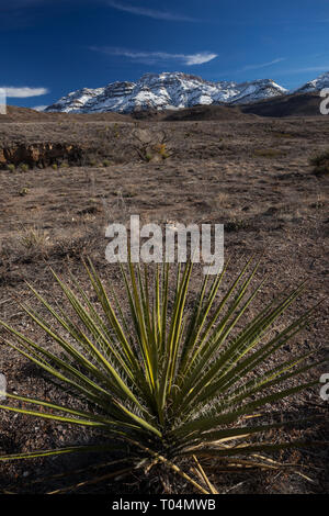 Pinto Canyon, Presidio County, Texas, Stati Uniti d'America Foto Stock